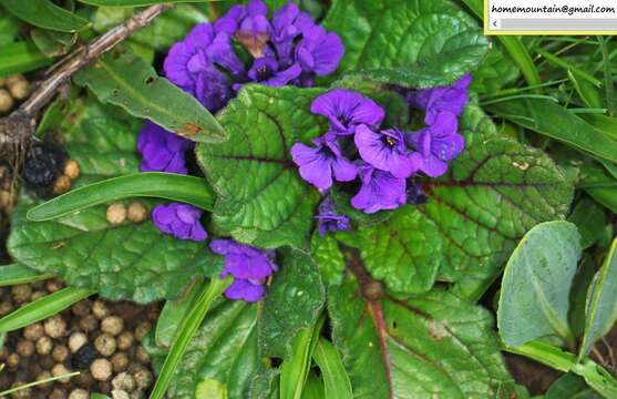 Image of Ajuga ovalifolia Bureau & Franch.