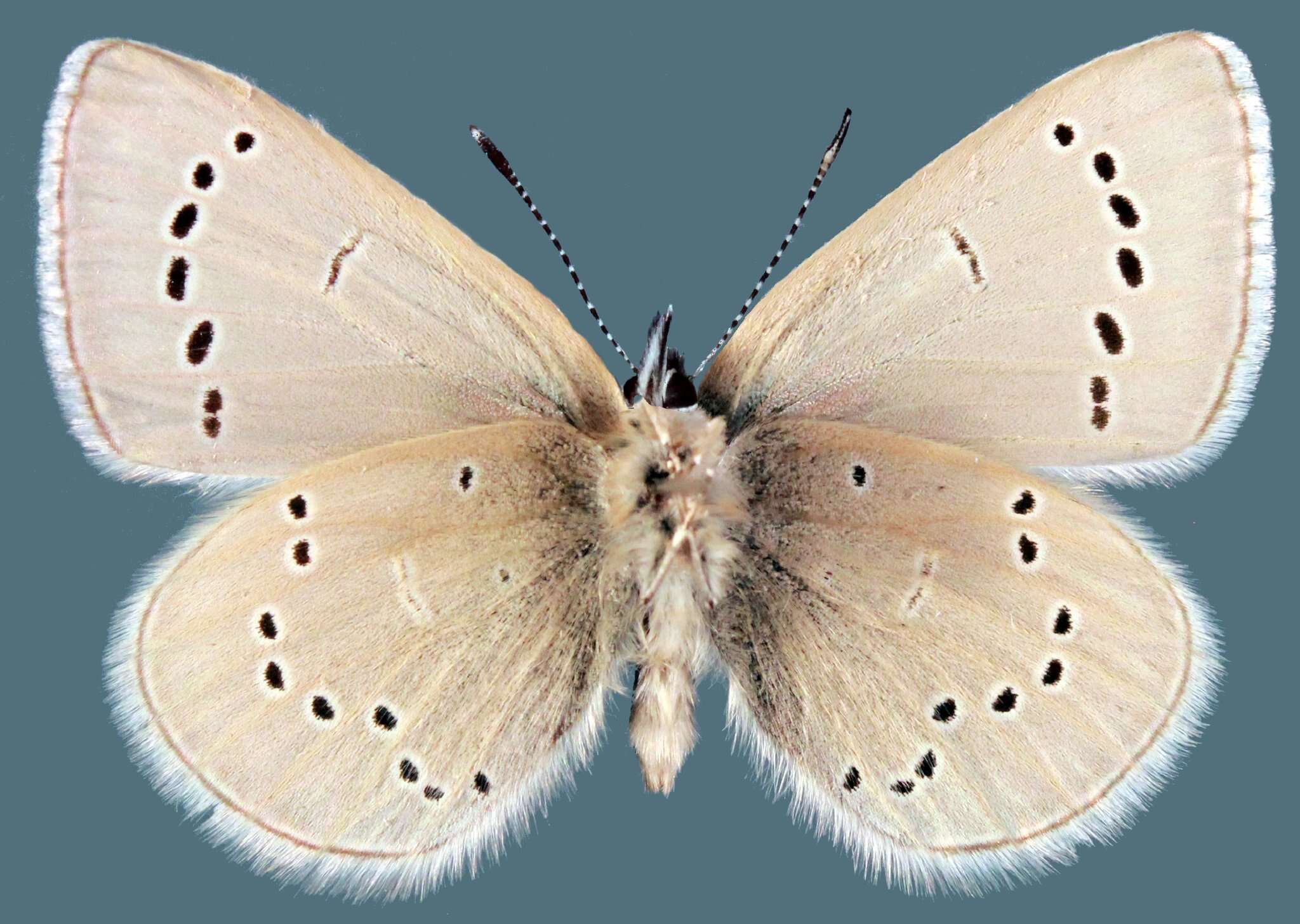 Image of Glaucopsyche lygdamus oro (Scudder 1876)