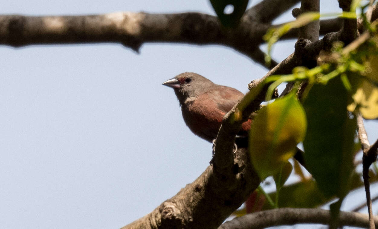 Image of Black-bellied Firefinch