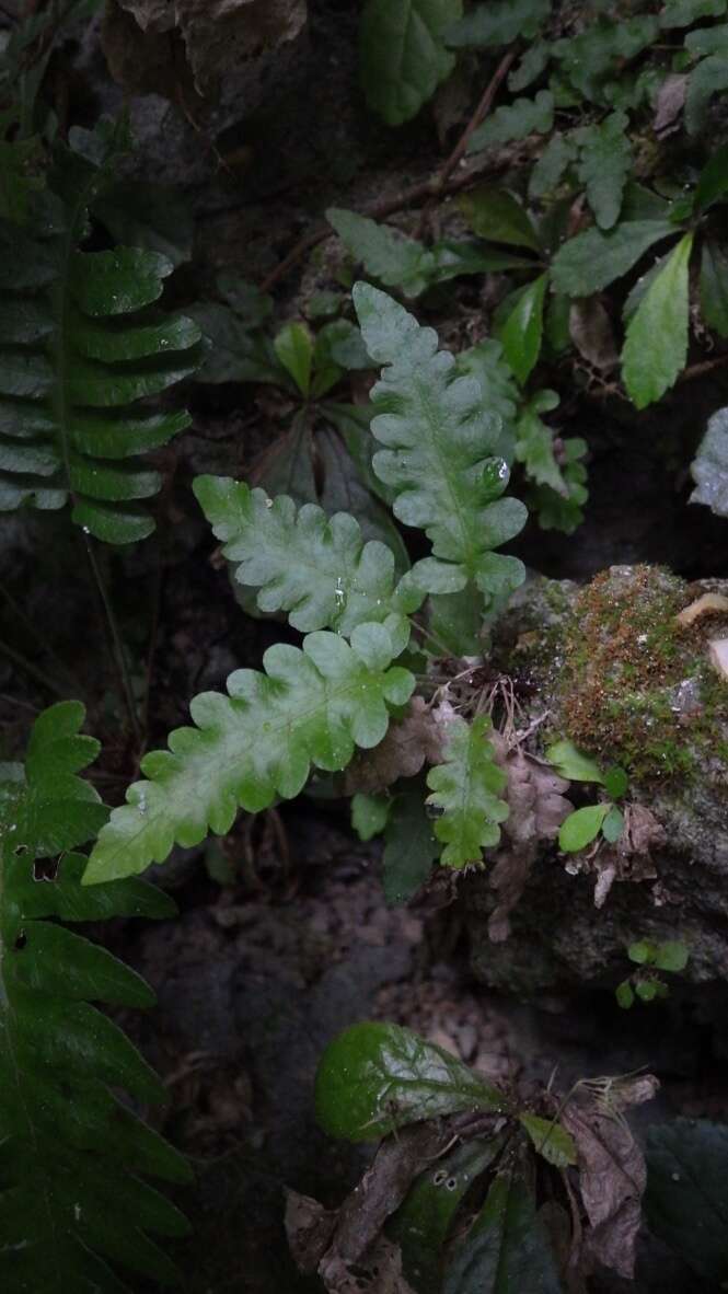 Image of limestone maiden fern