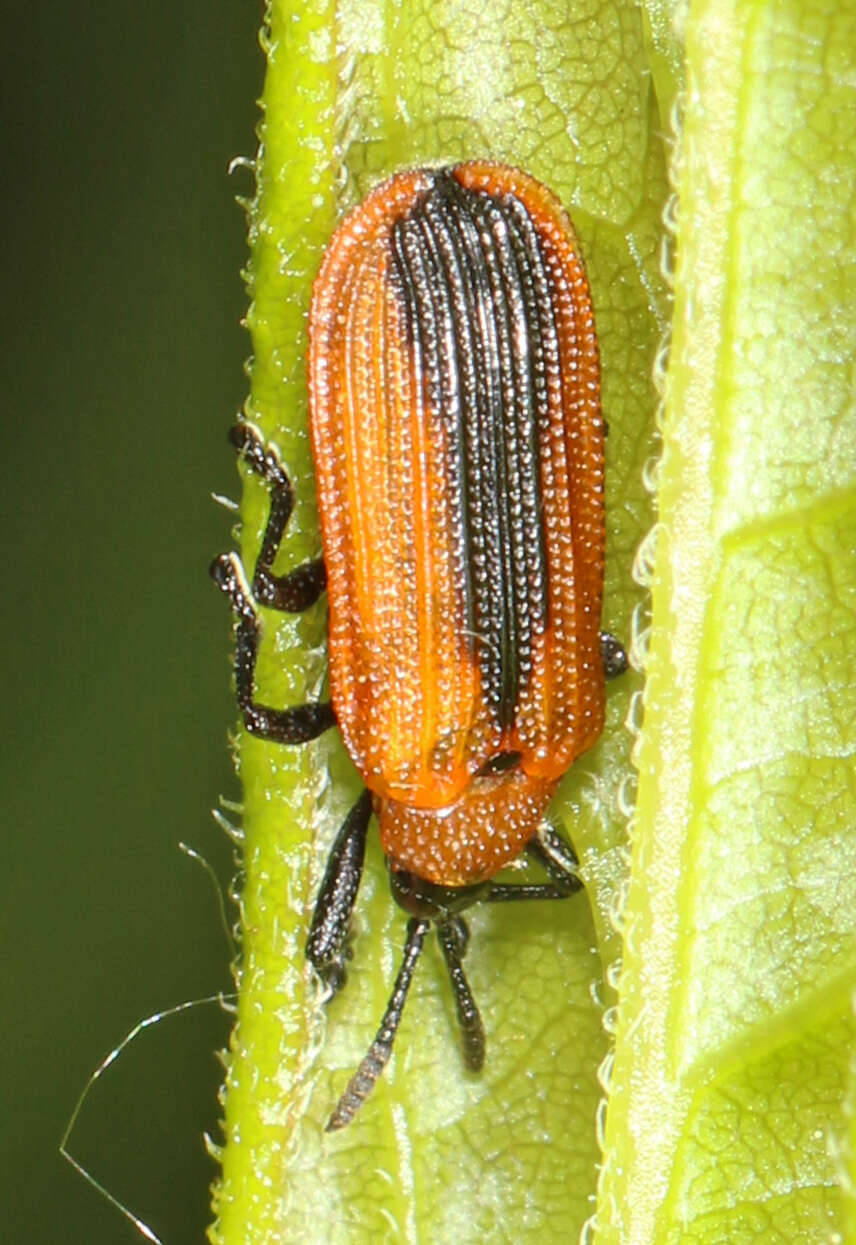 Image of Locust Leaf Miner
