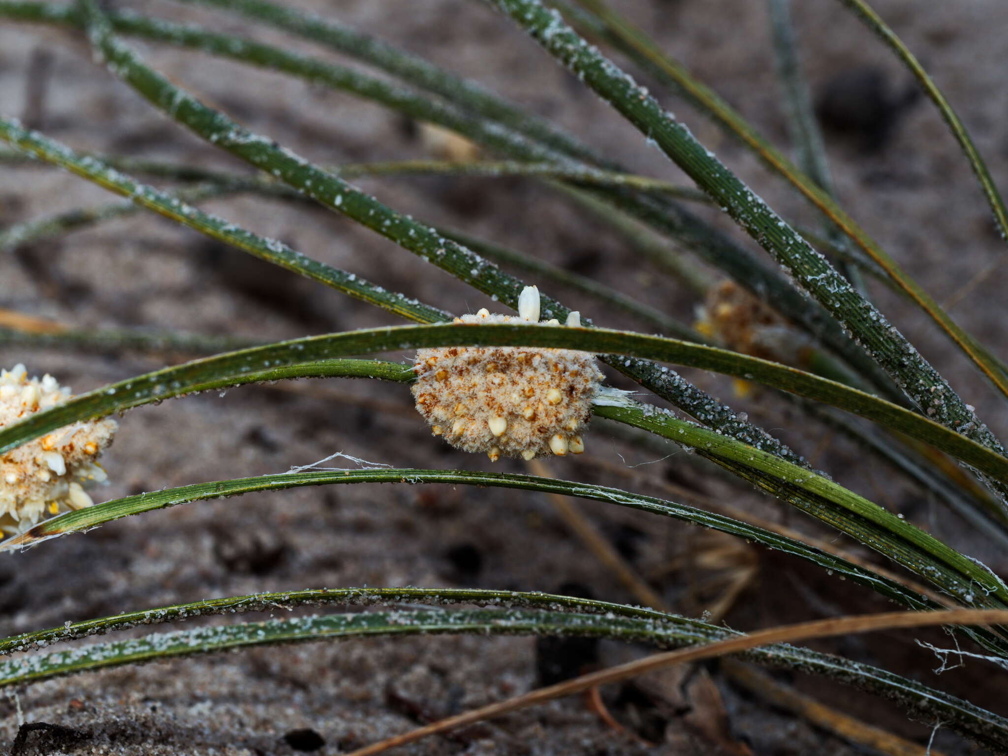 Sivun Lomandra leucocephala subsp. robusta A. T. Lee kuva