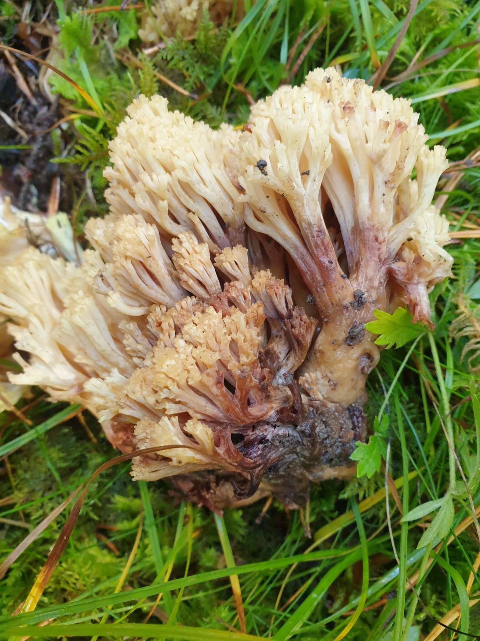 Image of Ramaria sanguinea (Pers.) Quél. 1888