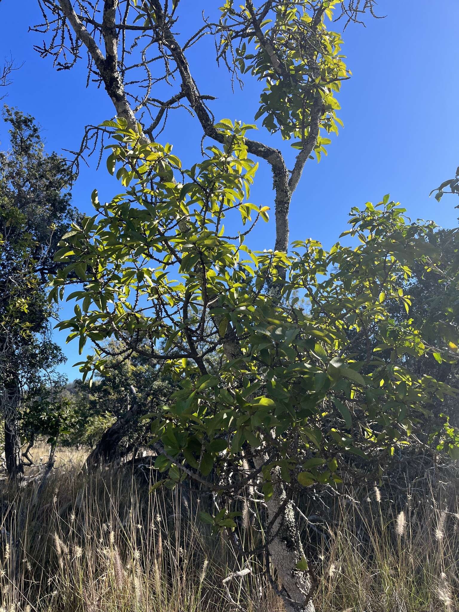 Image of Lanai colicwood