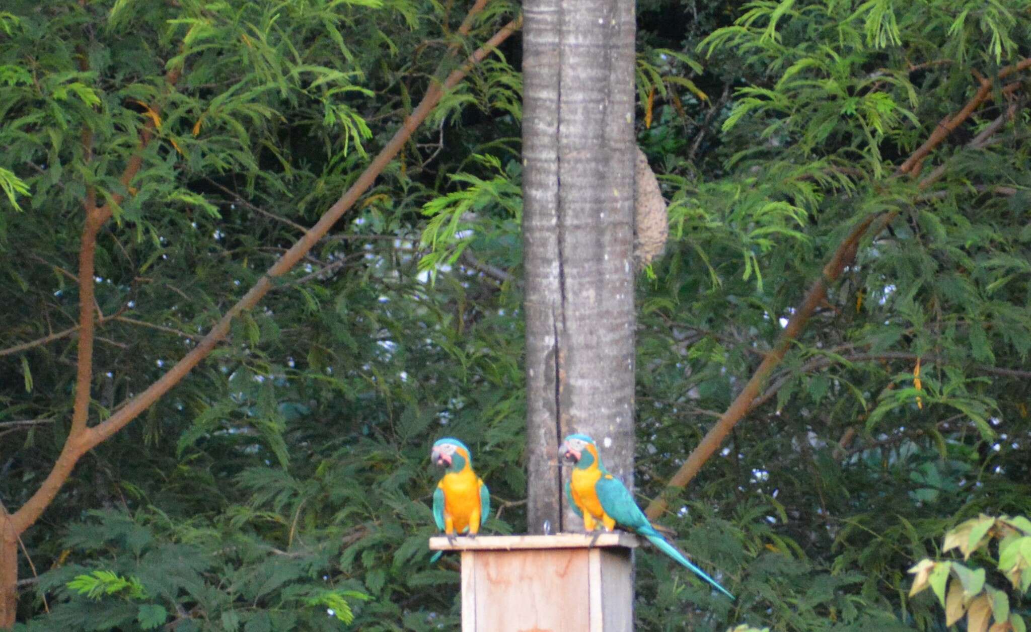 Image of Blue-throated Macaw