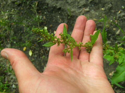 Image of Rumex obtusifolius subsp. sylvestris (Lam.) Celak.