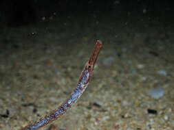 Image of Western crested pipefish