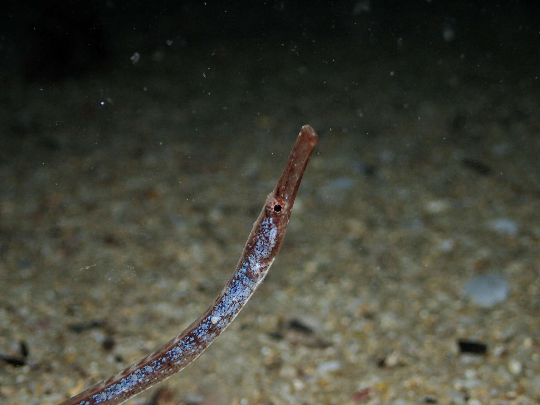 Image of Western crested pipefish