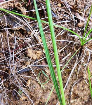 Image of Gladiolus virgatus Goldblatt & J. C. Manning