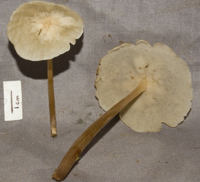 Image of <i>Filoboletus gracilis</i> (Klotzsch ex Berk.) Singer 1945