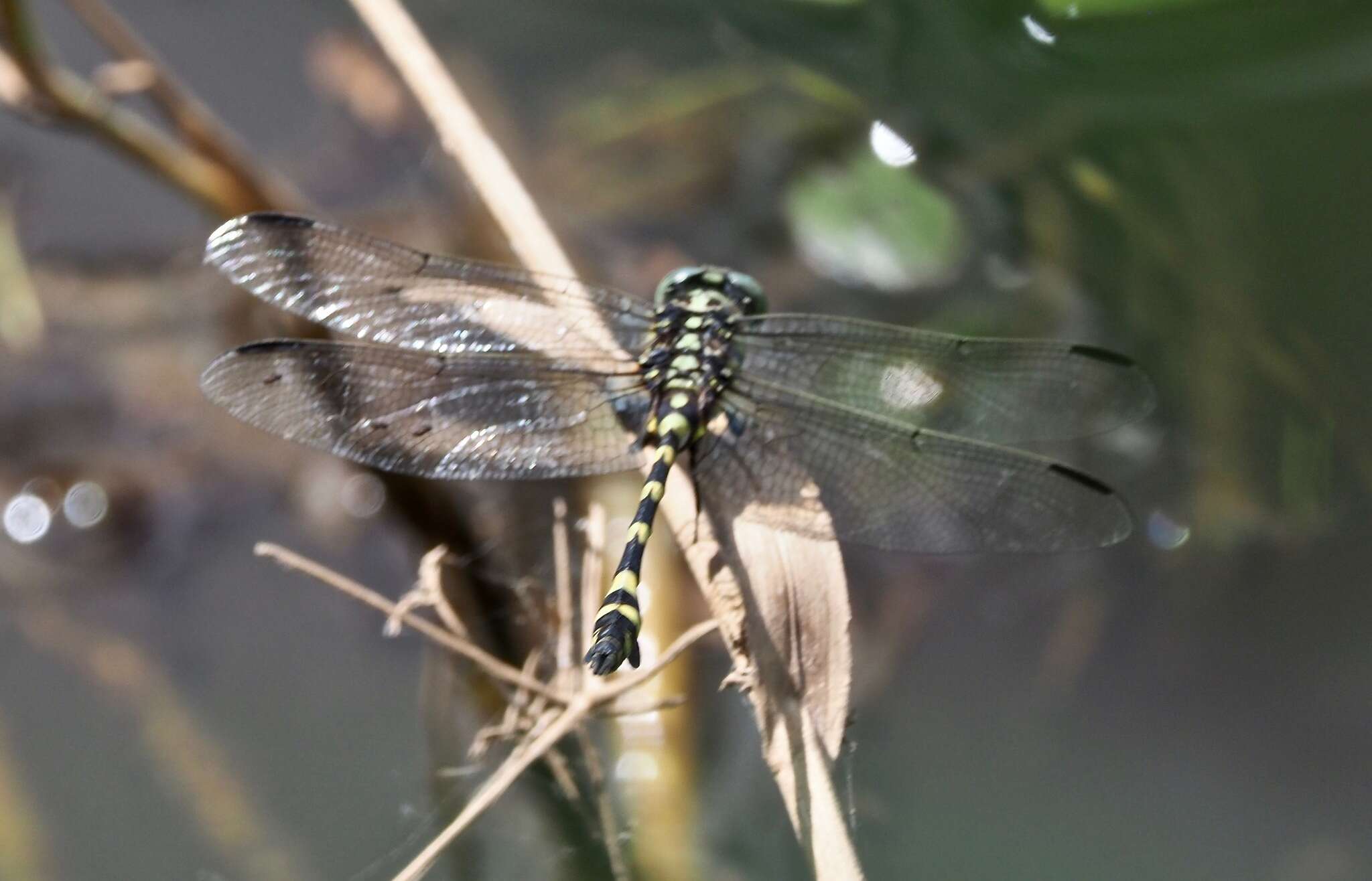 صورة Ictinogomphus australis (Selys 1873)