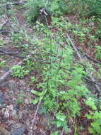 Image of Solidago pacifica Juz.