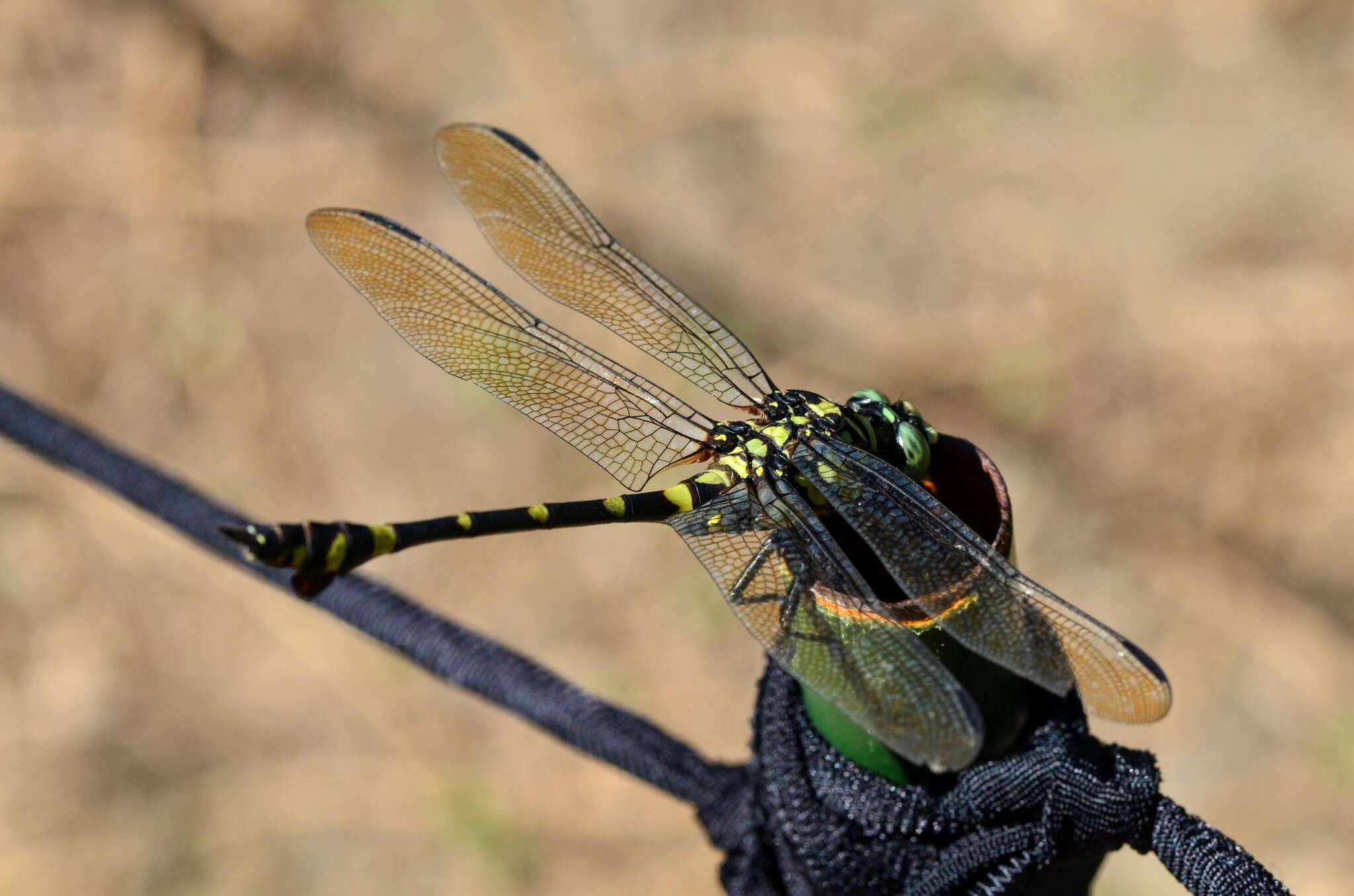 صورة Ictinogomphus rapax (Rambur 1842)