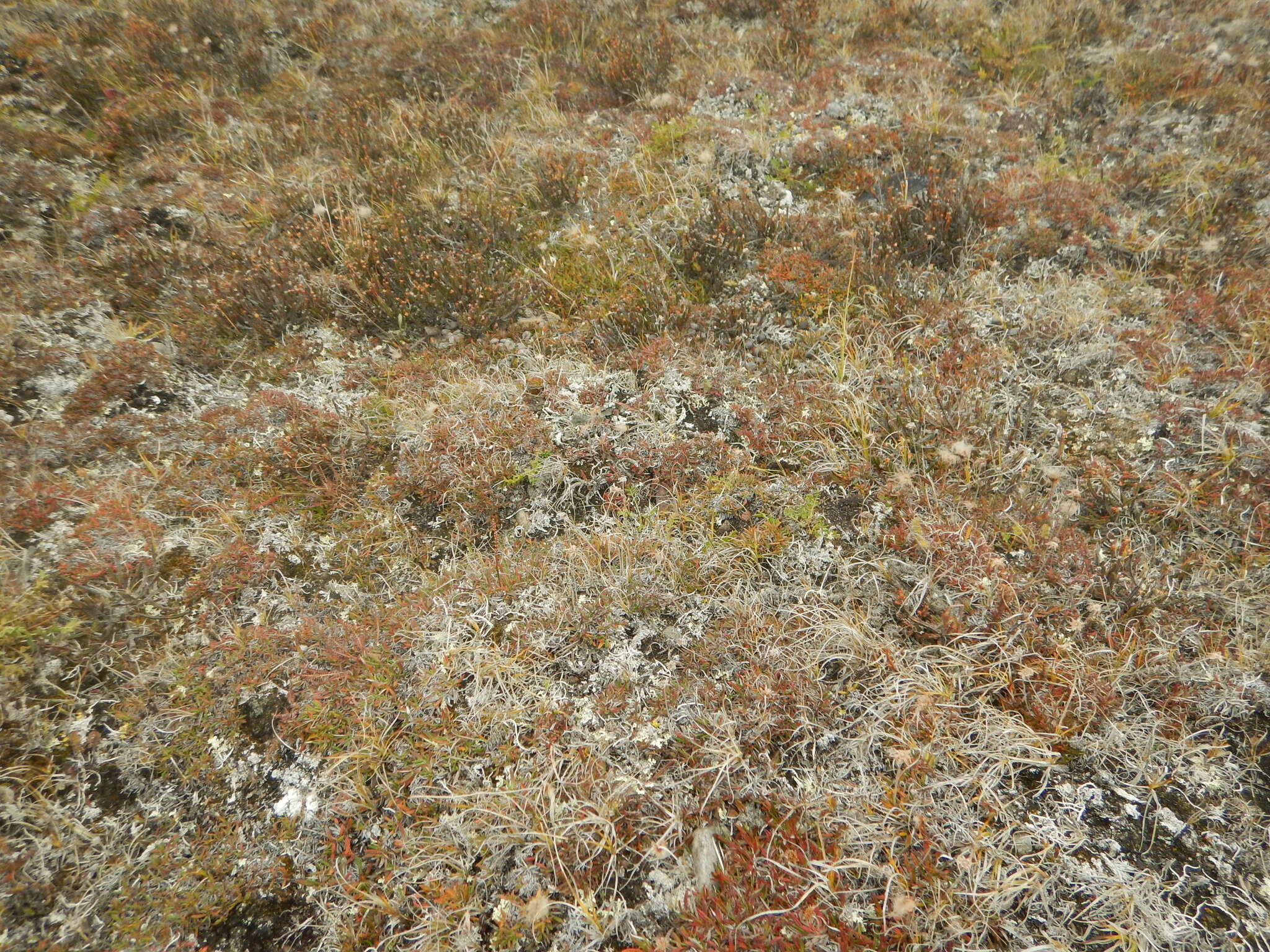 Image of white arctic mountain heather