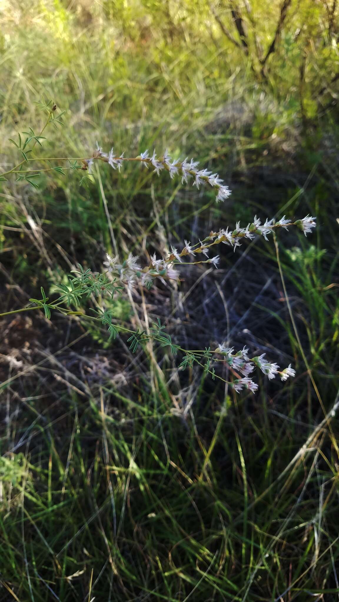 Image of nineanther prairie clover