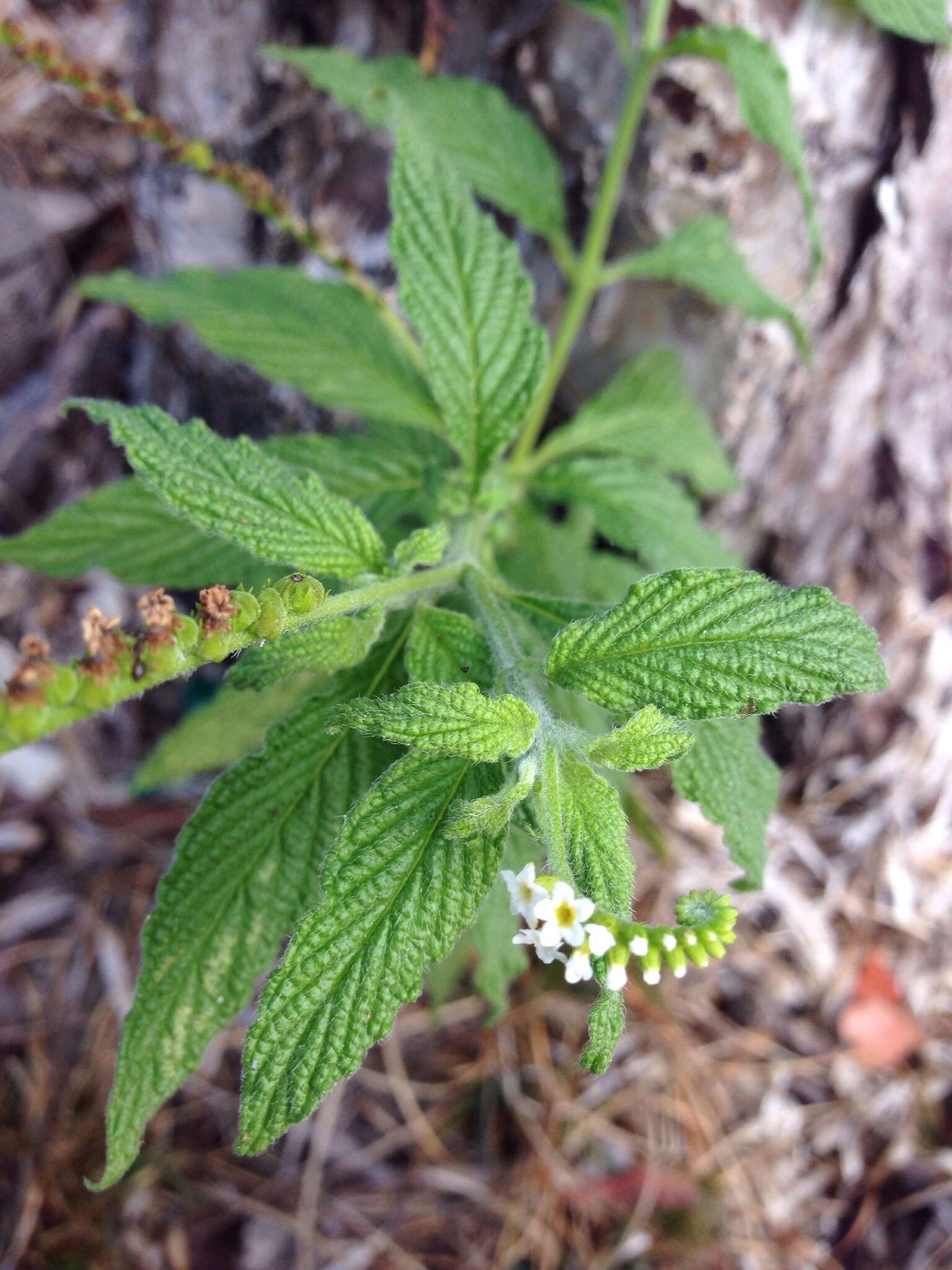 Image de Heliotropium angiospermum Murray