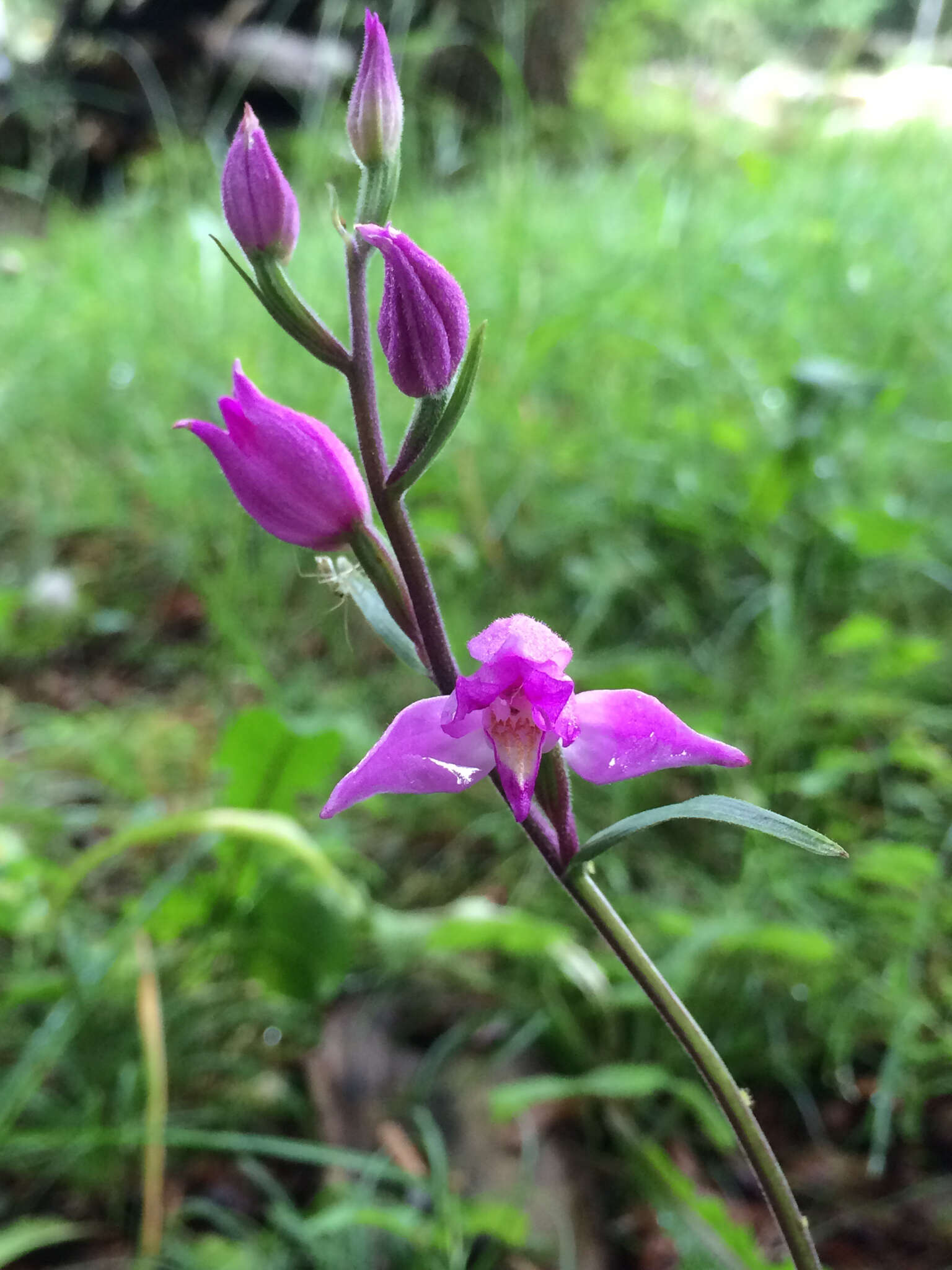 Слика од Cephalanthera rubra (L.) Rich.