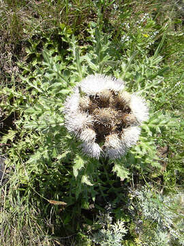 Imagem de Cirsium esculentum (Siev.) C. A. Mey.