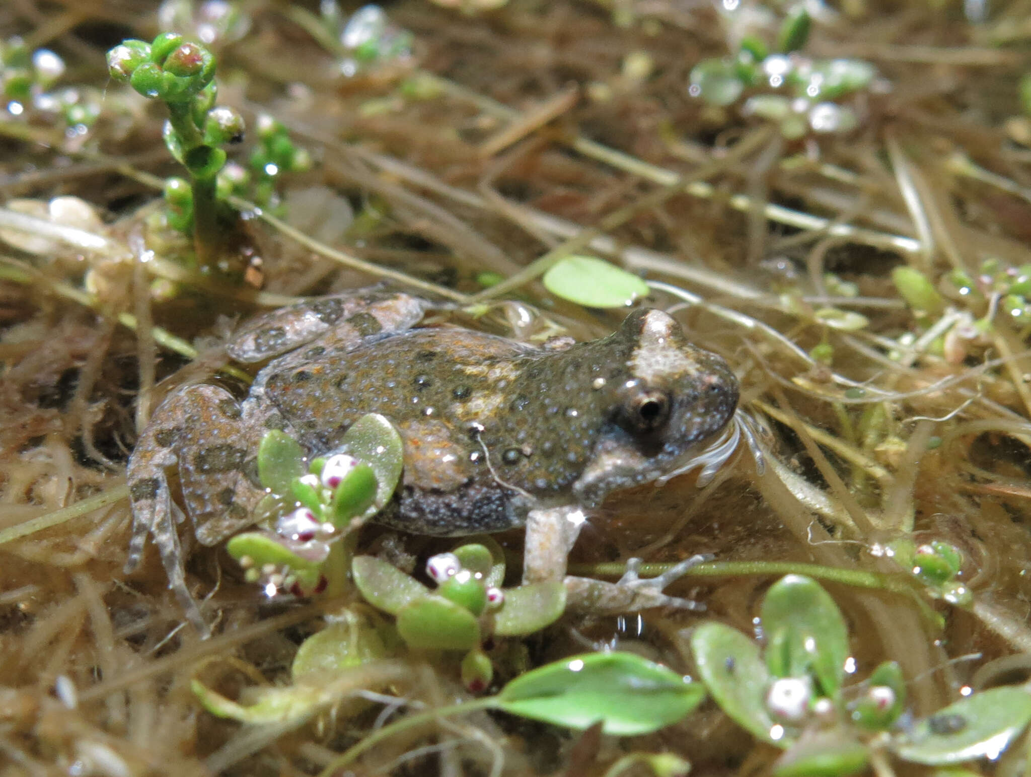 Image de Cacosternum namaquense Werner 1910