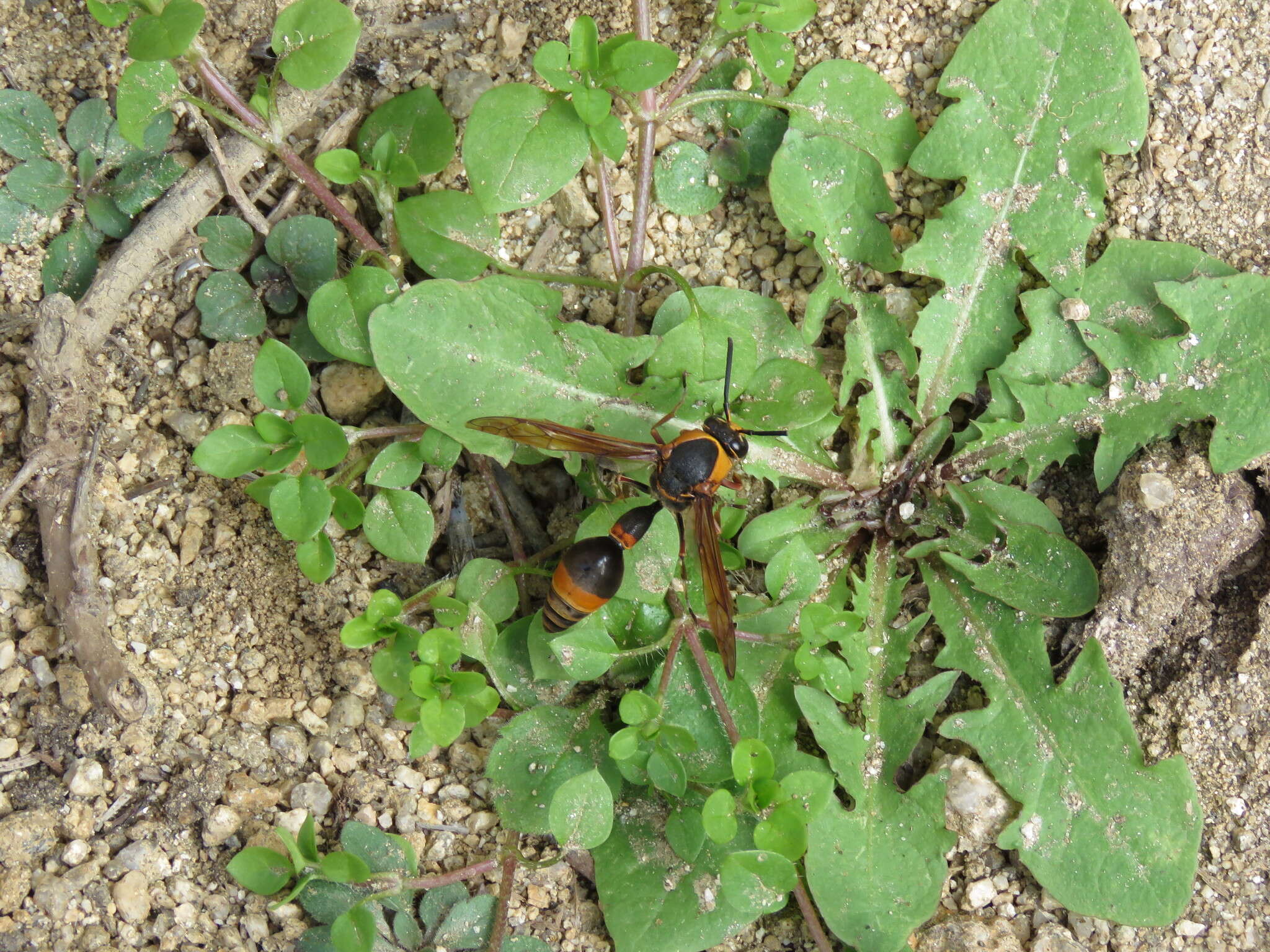 Image of Oreumenes decoratus (Smith 1852)