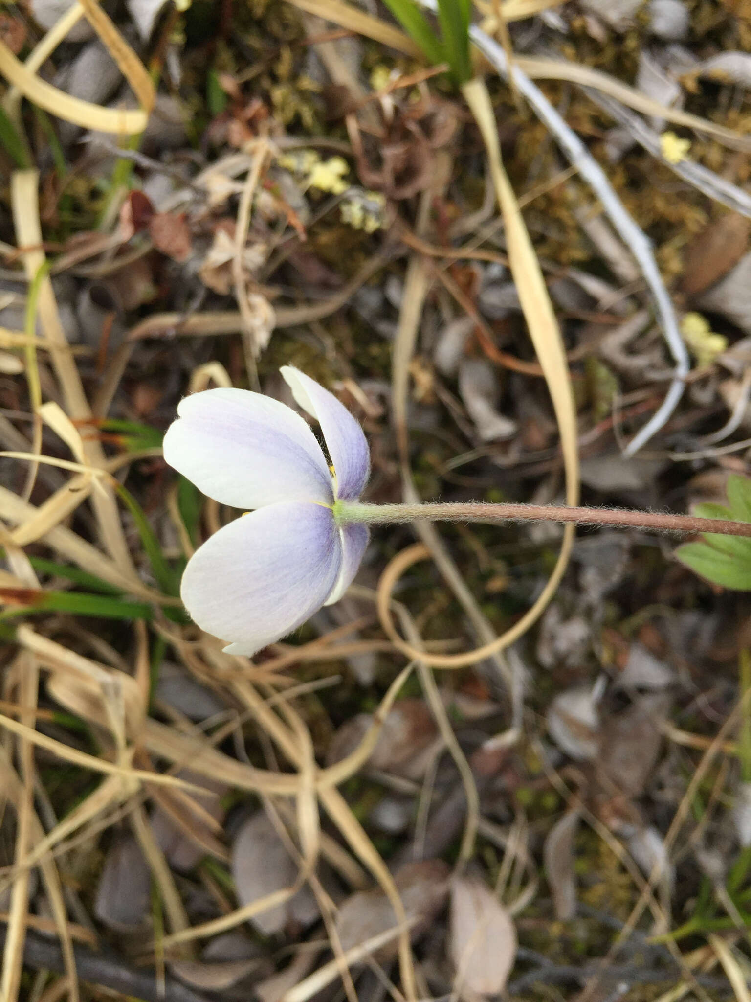 Anemone parviflora Michx. resmi