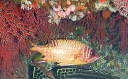 Image of Blackblotch squirrelfish