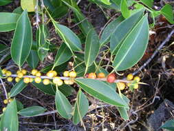 Ficus obliqua G. Forster的圖片