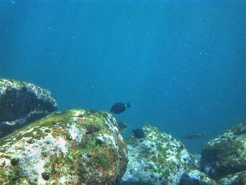 Image of Sawtail surgeonfish