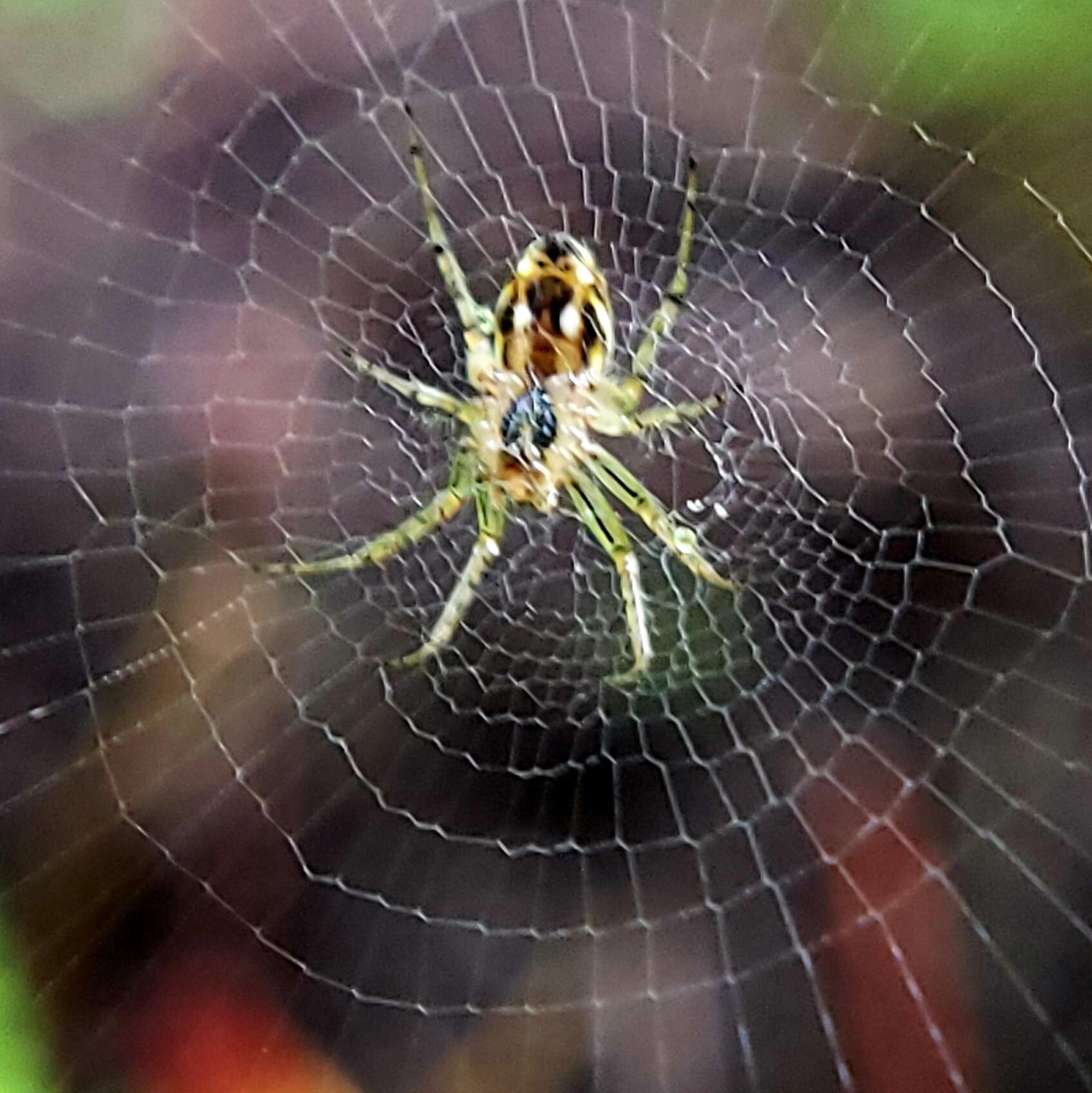 Image of Lined Orbweaver