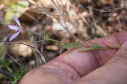 Image of Waltham Creek clarkia