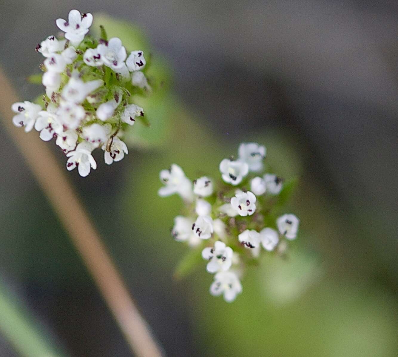 Image of <i>Plectritis macrocera</i>