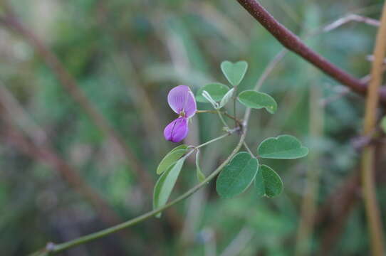 Image of Galactia striata var. villosa (Wight & Arn.) Verdc.