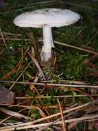 Image of False deathcap