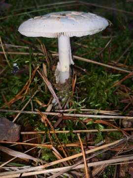 Image of False deathcap