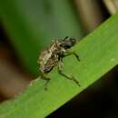 Image of Hadramphus spinipennis Broun 1911