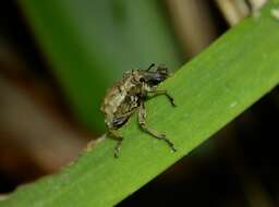 Image of Hadramphus spinipennis Broun 1911