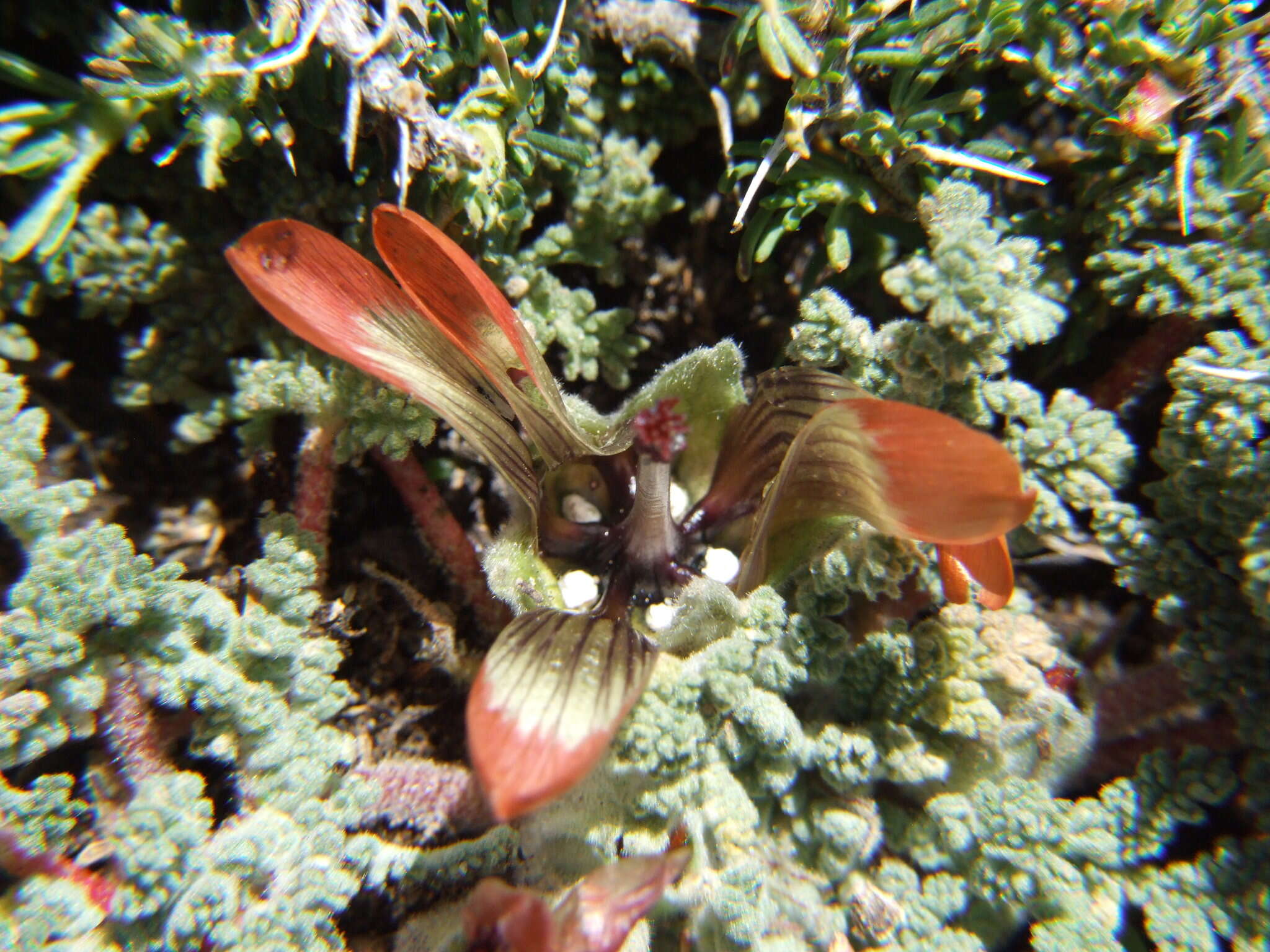 Imagem de Nototriche pediculariifolia (Meyen) A. W. Hill