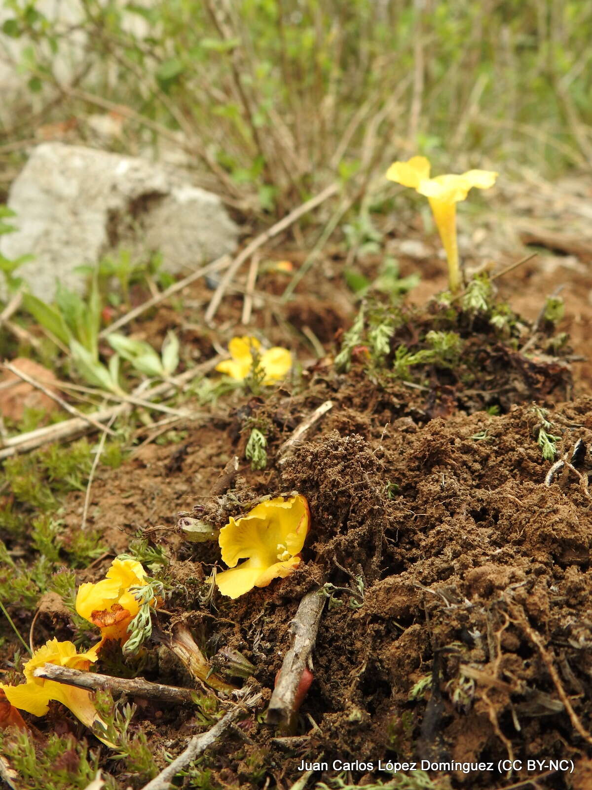 Image of Silviella prostrata (Kunth) Pennell