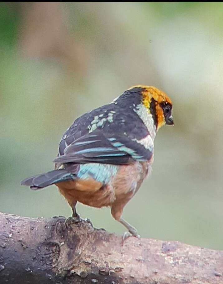 Image of Flame-faced Tanager