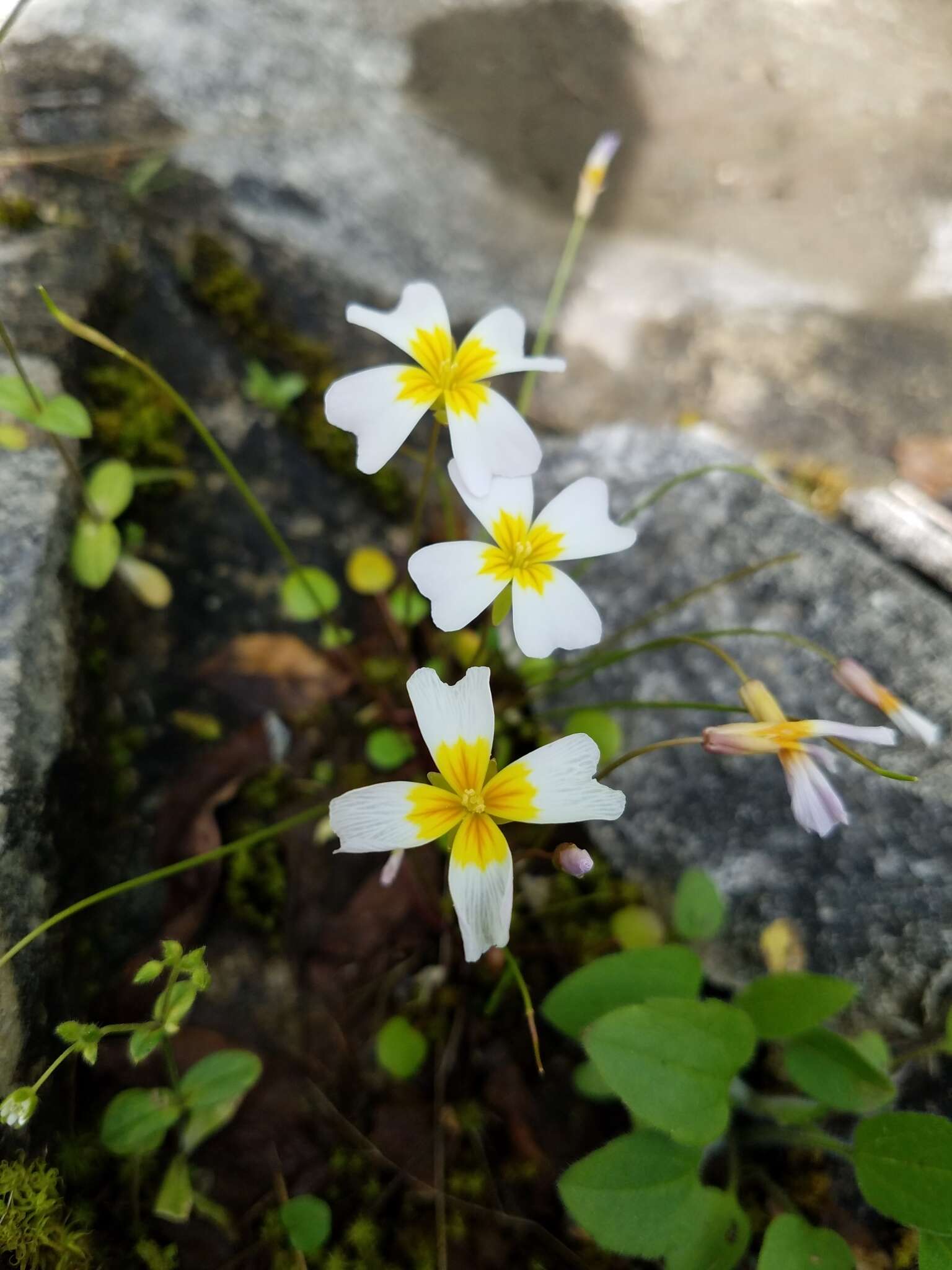 Imagem de Leavenworthia alabamica Rollins