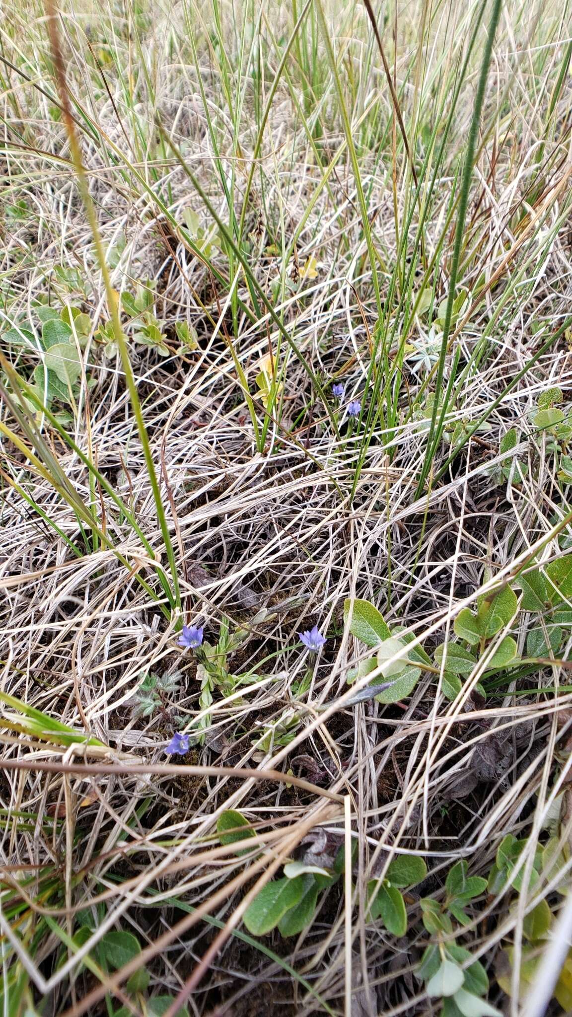 Plancia ëd Gentiana prostrata Haenke