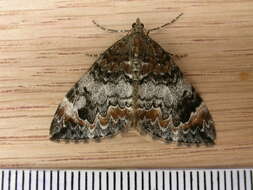 Image of common marbled carpet