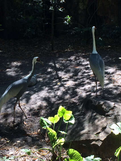 Image of Sandhill Crane