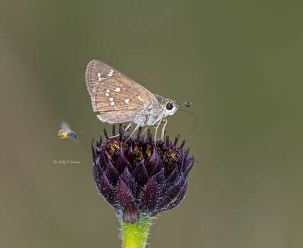 Image of Dotted Skipper