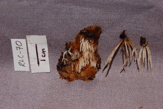 Image of Deflexula