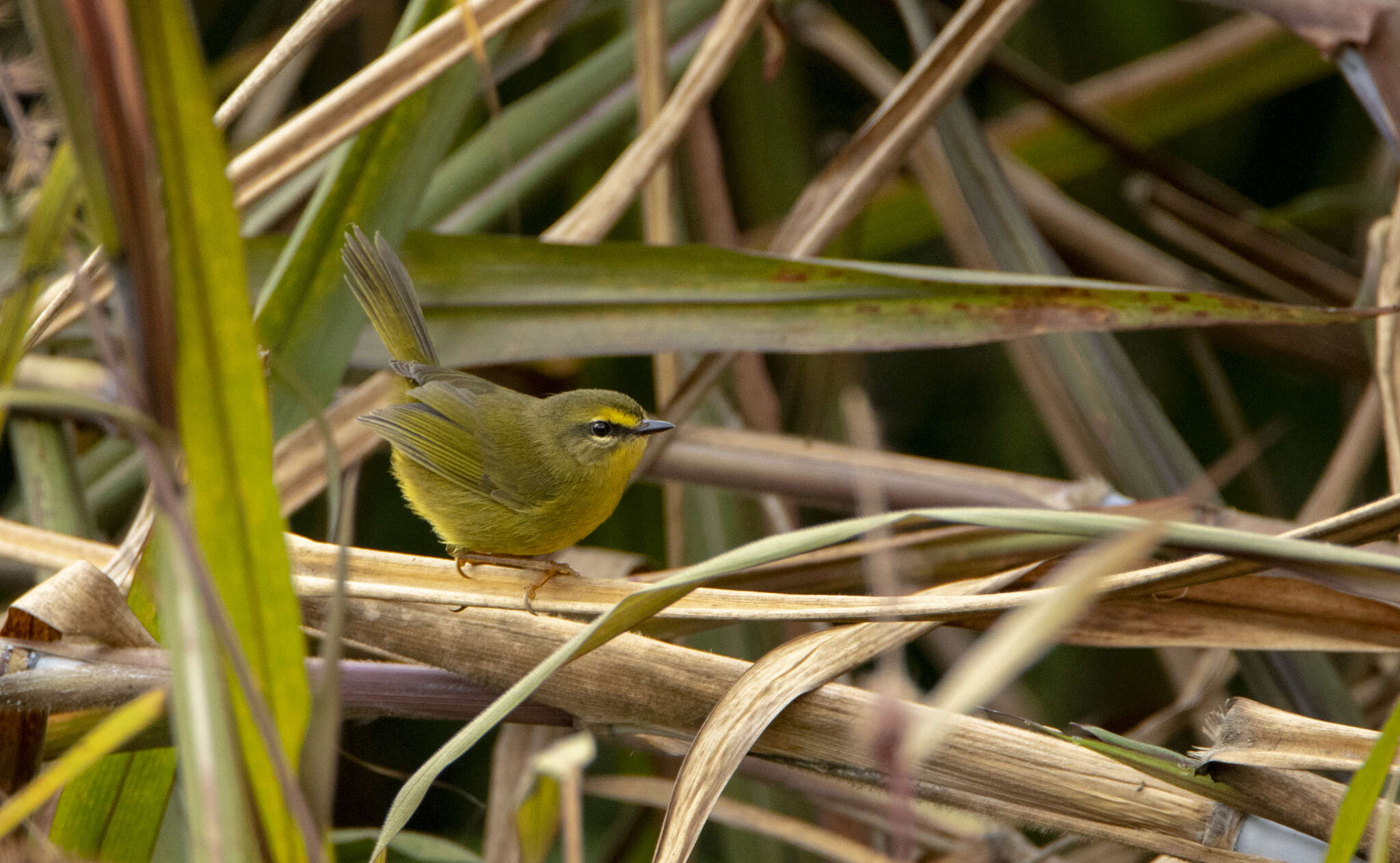 Image of Pale-legged Warbler