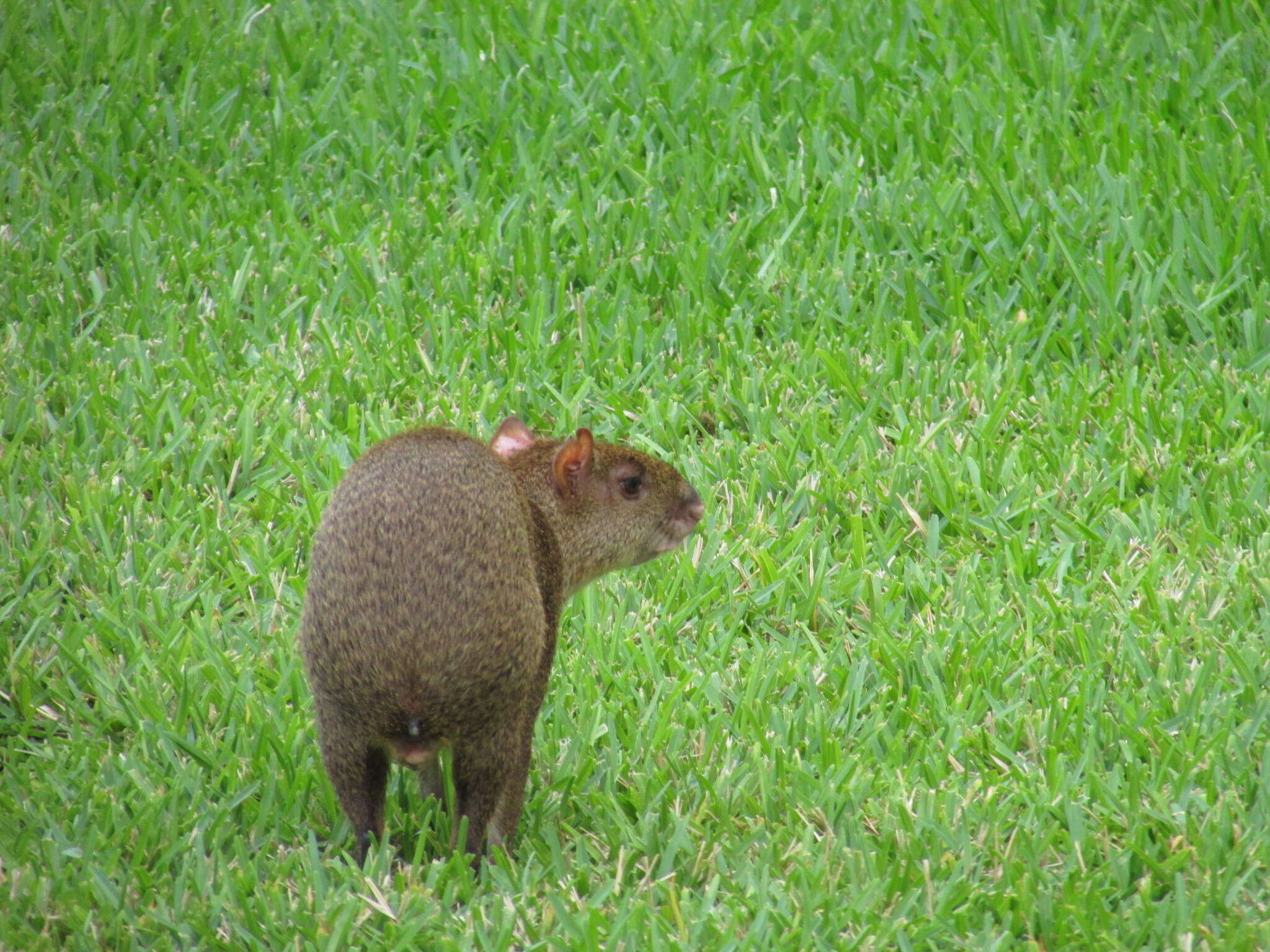 Image of Central American Agouti