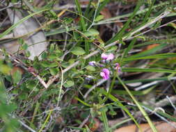 Image of Handsome Wedge Pea