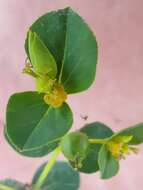 Image of Euphorbia microsphaera Boiss.