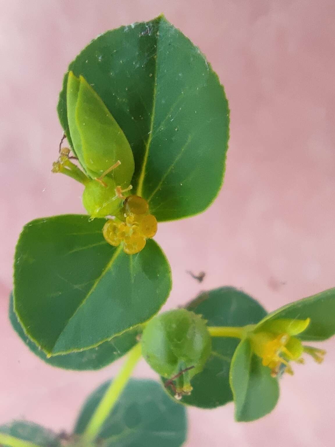 Image of Euphorbia microsphaera Boiss.